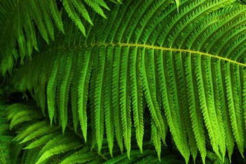 Beautiful green fern in the summer garden 