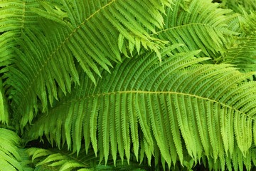 Beautiful green fern in the summer garden 