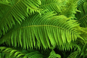 Fototapeta na wymiar Beautiful green fern in the summer garden 