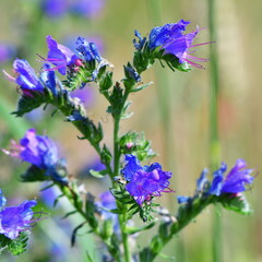 flowering plant Echium vulgare — known as viper's bugloss and blueweed