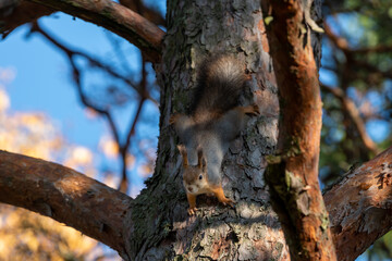 Fototapeta premium Squirrel in a tree on seurasaari island, finland