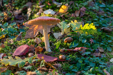 Amanita muscaria, commonly known as the fly agaric or fly amanita