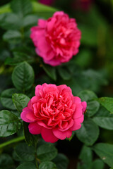 English Rosa Princess Anne David Austin Rose Bush in summer cottage garden