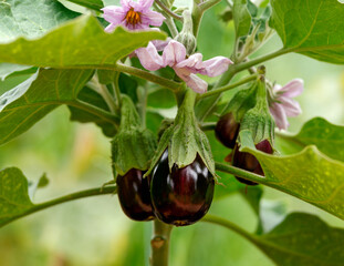 prolific Black beauty eggplant, aubergine fruits hanging on plant with flowers in summer garden