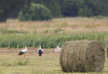 White Stork among hay bale