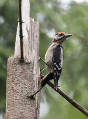 Great spotted woodpecker (Dendrocopos major) male