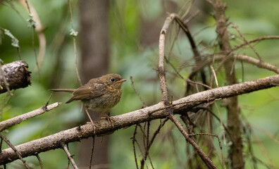 Eurasian Wren (Troglodytes troglodytes) close up