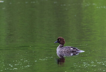 Common Goldeneye(Bucephala clangula) female in water