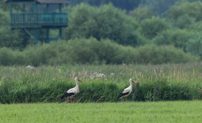 White Stork in meadow and bird watching tower