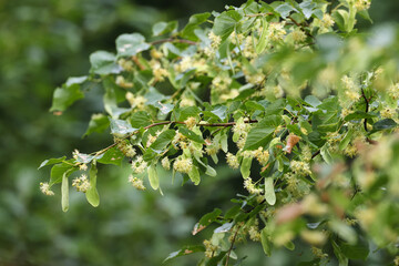 Linden tree branch flowering