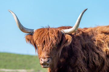 scottish highland cow with big horns on a summers day