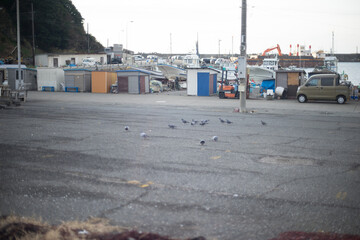 港に集まる鳩の群れ