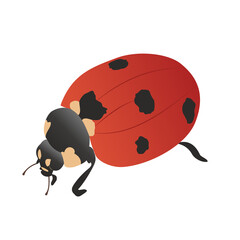 Fototapeta premium Red Ladybug top-side view. Ladybird on a walk, cartoon. Vector illustration in flat style. Cute red with black spots insect insect for or print and web Nature Wildlife.