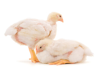 Two chicken or young broiler chickens.