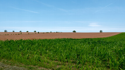 green field and blue sky