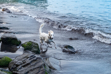 海岸を走る白い大型犬