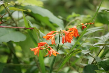 赤い花は幸運の印、その１