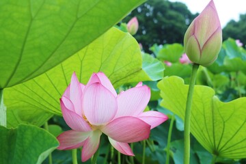 蓮　古代ハス　癒し　神秘的　風景　茨城