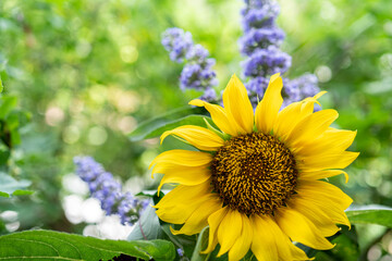 ヒマワリの花とチェストツリー/向日葵/ひまわり