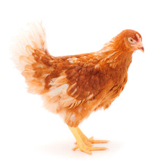 Brown hen isolated.
