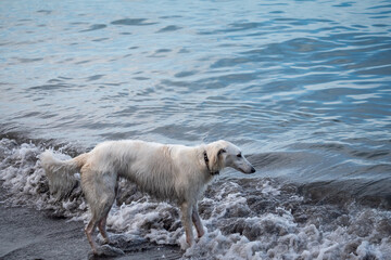 Obraz premium 波打ち際にいる大型犬