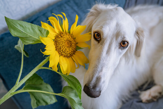 71 Best ボルゾイ 大型犬 Images Stock Photos Vectors Adobe Stock