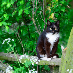 Naklejka na ściany i meble Black and white cat sits on a fence