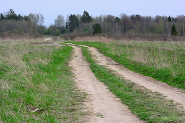 Fototapeta na wymiar Field road leads to the forest.