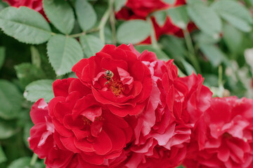 a red blooming Bud from which a small bee flies out. pollination of flowers. red Bush rose at the moment of pollination