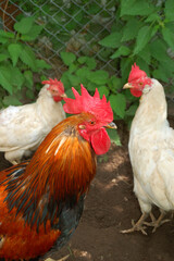 Beautiful big white rooster in the village