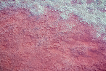 Сloseup salt, brine and mud of pink salty Sivash Lake near Azov Sea, colored by micro algae Dunaliella salina, enriching water of the lake by beta-carotene