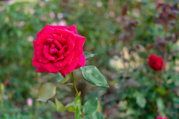 Colorful Roses blooming in the garden. Close-up shot, blurred background.