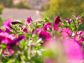 Butch of purple garden Petunia flowers. Green plants closeup in sunny day.