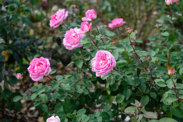 Colorful Roses blooming in the garden. Close-up shot, blurred background.