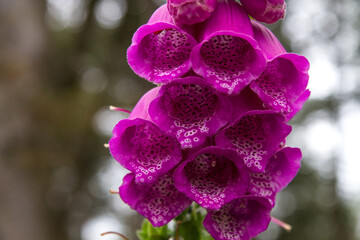 Foxglove purple flower