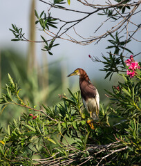 a chinese pond heron on trees