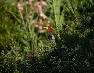 a chinese pond heron on trees