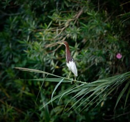a chinese pond heron on trees