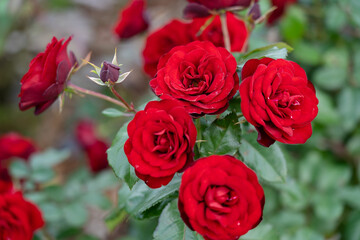 Colorful Roses blooming in the garden. Close-up shot, blurred background.