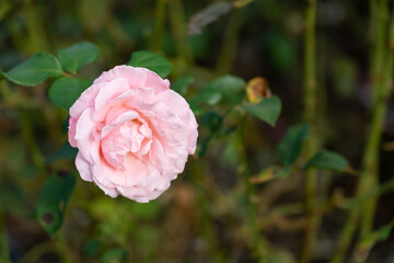Colorful Roses blooming in the garden. Close-up shot, blurred background.