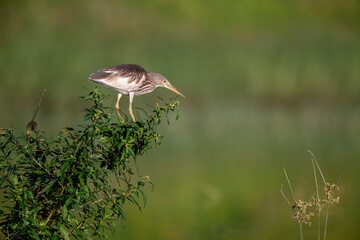 a chinese pond heron on trees