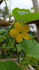butterfly on a flower, yellow flower, nature, beauty flower, love flower, romantic flower, beauty with yellow 