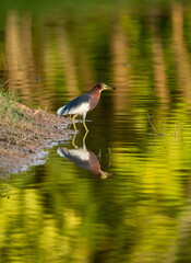 A Chinese Heron stand by river