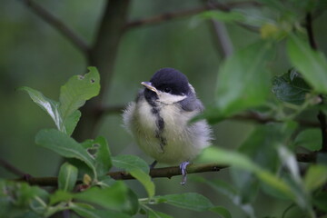 Great tit chick on a branch.