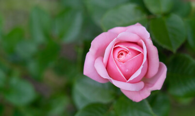 Aphrodite hybrid tea rose in english garden, A beautiful single mid pink rose with medium fragrance, Charming pink flowers in salmon pink colour for Summer to Autumn