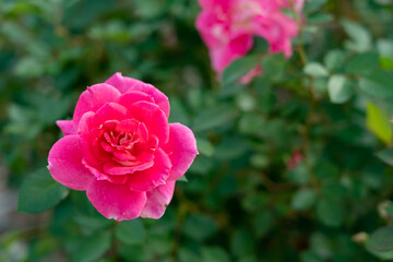 Colorful Roses blooming in the garden. Close-up shot, blurred background.