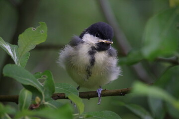 Naklejka premium Great tit chick on a branch.