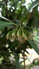 close up of a green tree, drop on tree, drop on flower, dewdrops on flower, dewdrops on tree