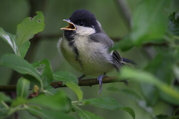 Great tit chick on a branch.