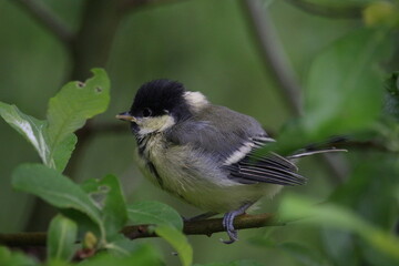 Great tit chick on a branch.